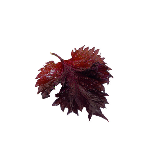 Shisoblad lila 15st