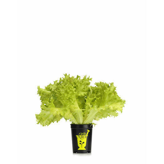 Plocksallat kruka