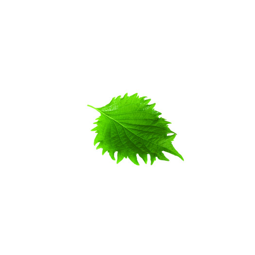 Shisoblad gröna 15st