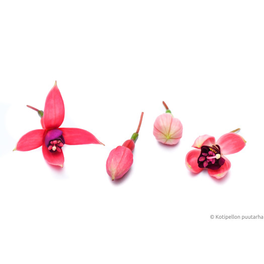 Ätbar Blomma Fuchsia 15st