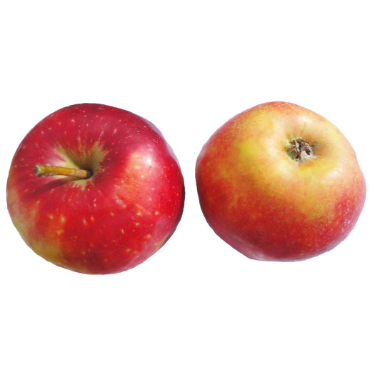 &Auml;pple Elise