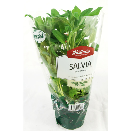Salvia kruka