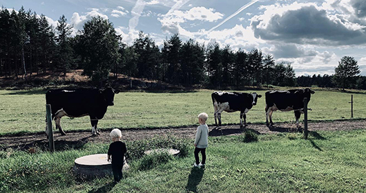 I förgrunden ser man ryggen av två små barn som tittar in på kor i en hage.