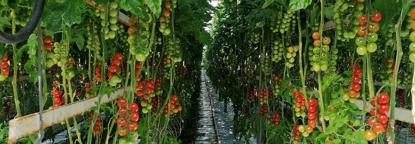 Elleholmstomat odlar Sweeterno - En god, välsmakande och hållbart producerad tomat