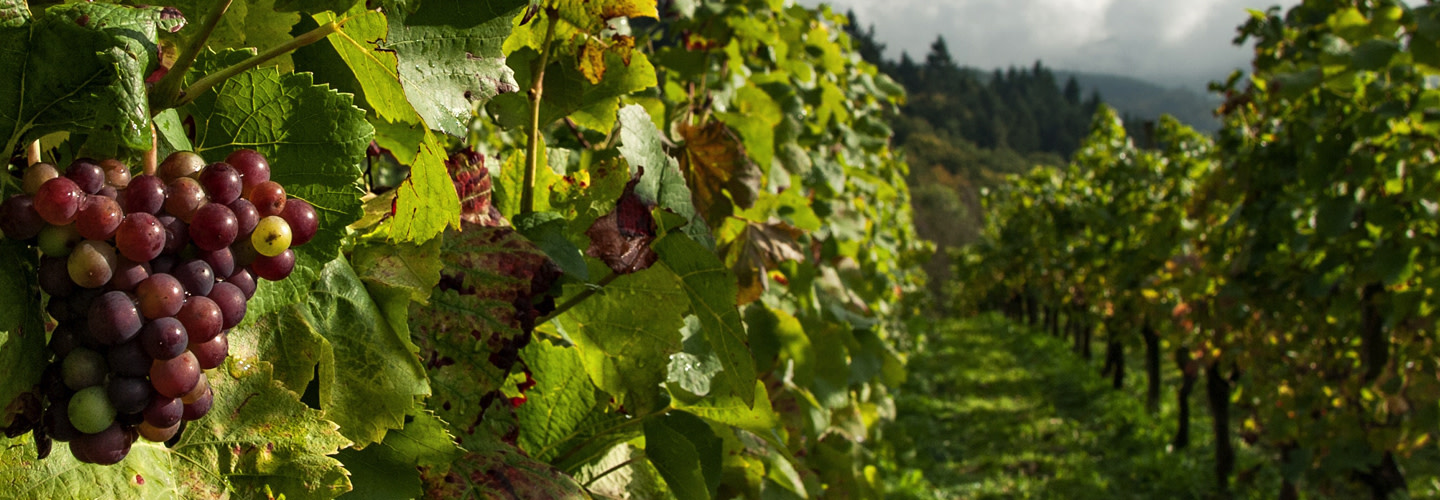 Ekologiskt vin och hållbar odling