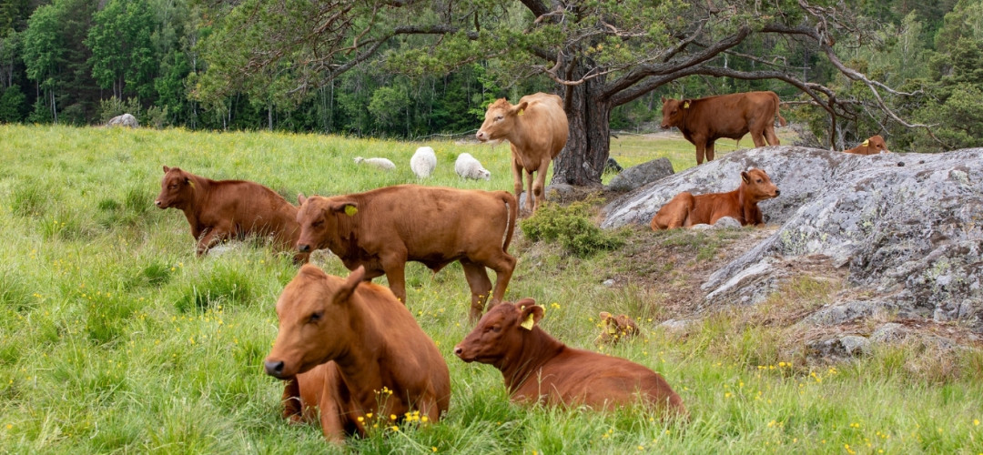 Ekosystem och biologisk m&aring;ngfald