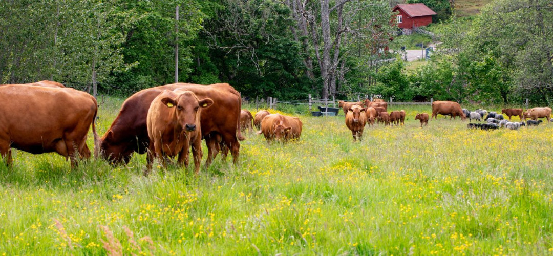 Naturn&auml;ra smaker fr&aring;n Tyresta med en historia v&auml;rd att dela med dina g&auml;ster
