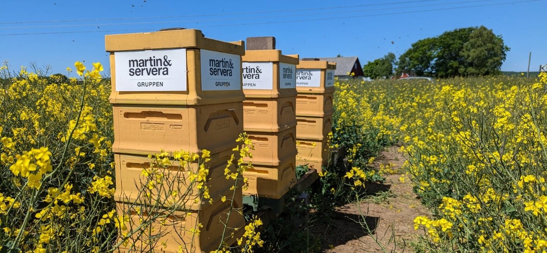 Martin & Servera och Beefarm i samarbete för att öka surret från bin i halländska rapsfält