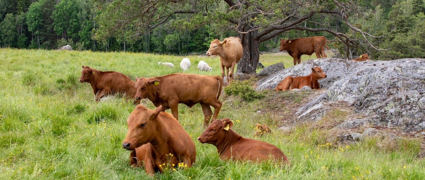 Ekosystem och biologisk mångfald