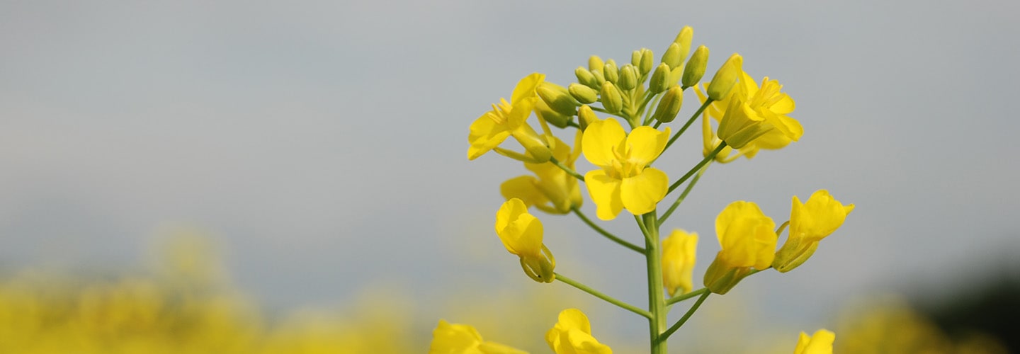 Policy GMO