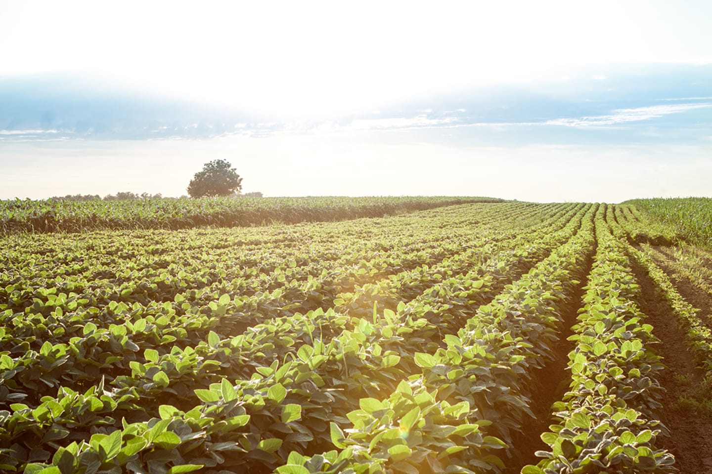 Continuous environmental efforts