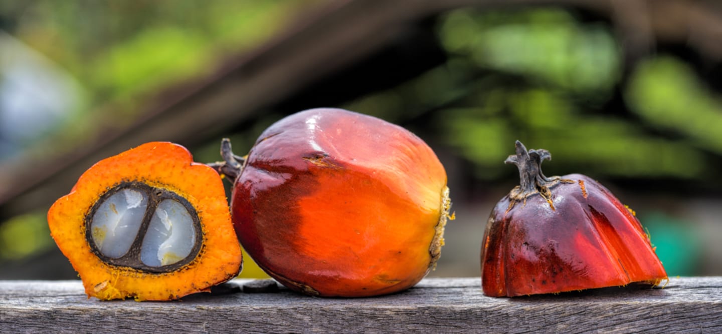 Policy Palm Oil