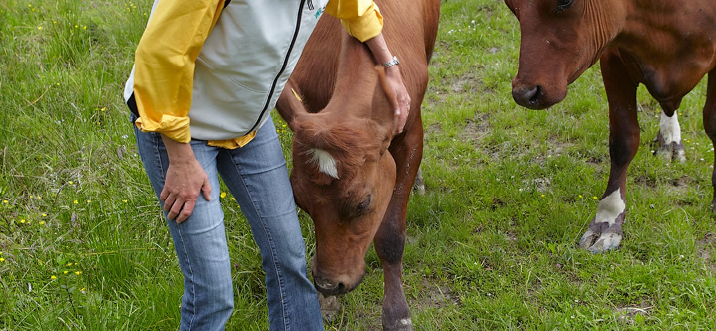 Policy Antibiotic use in Animal Husbandry