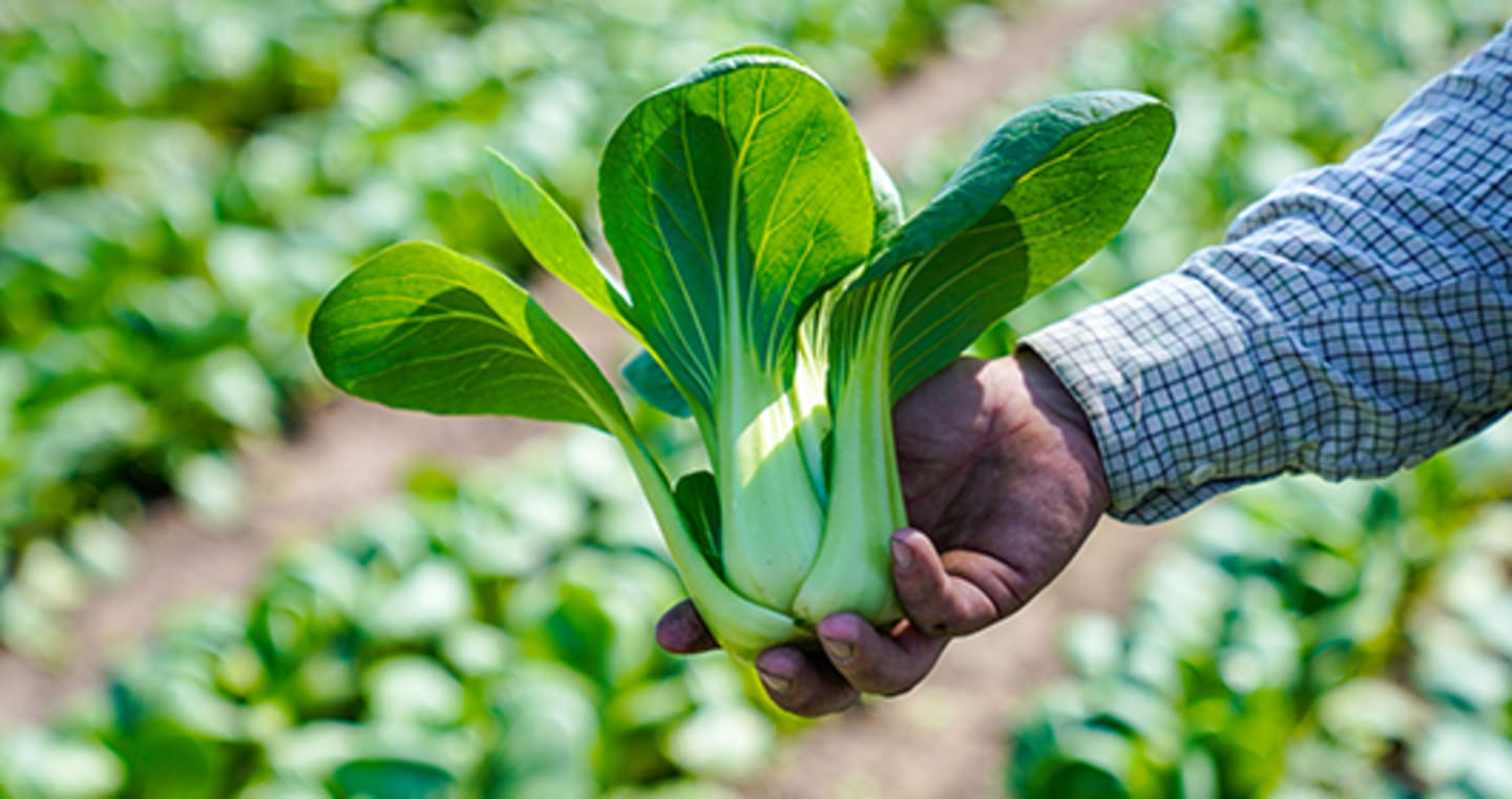 Videominiatyr: Här odlas och skördas pak choi