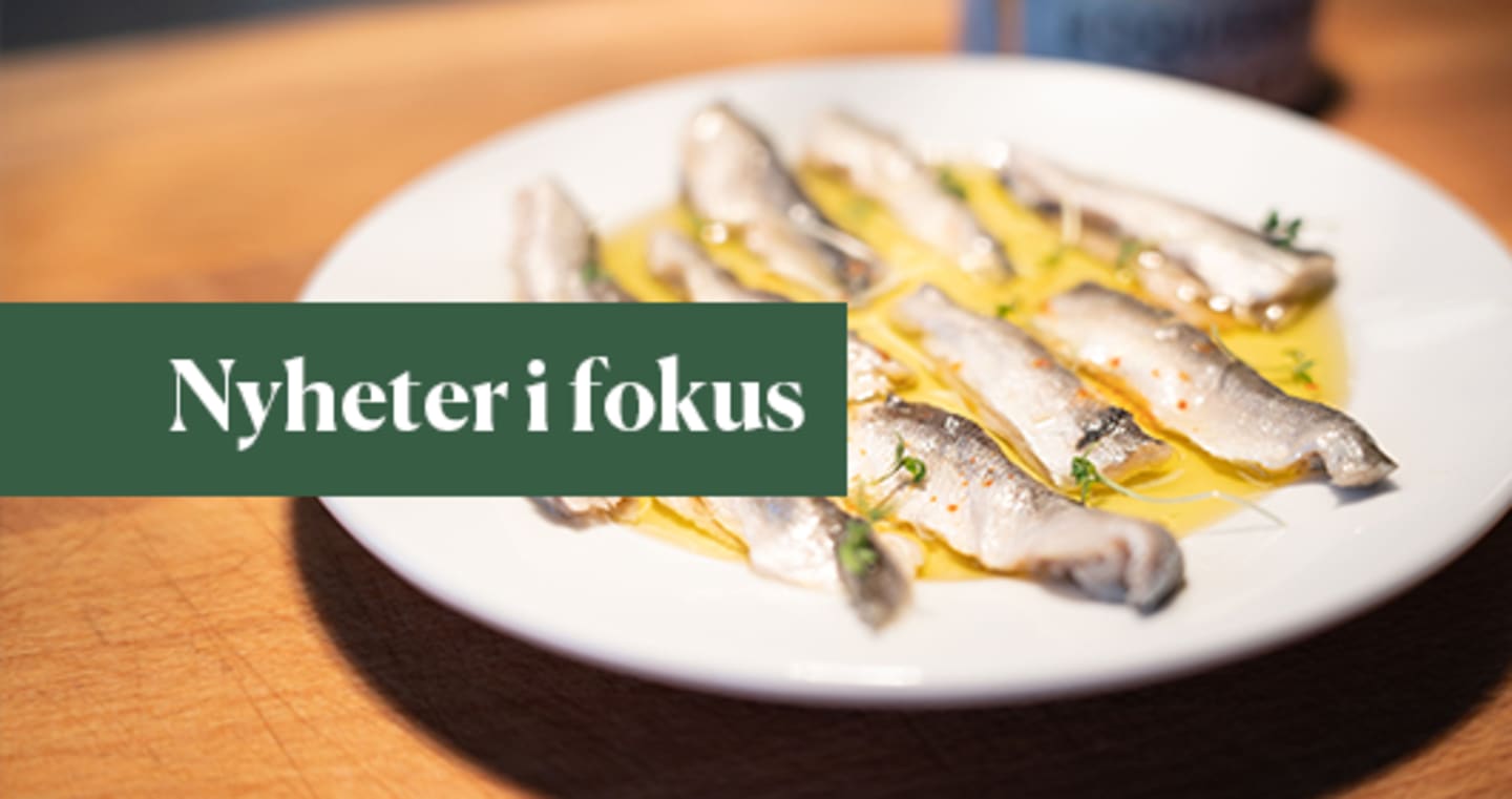 Nyheter i fokus 