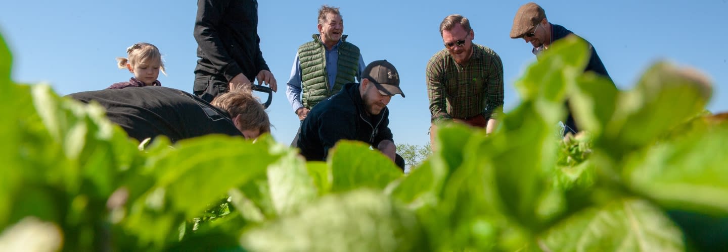 Tävla om årets första potatis