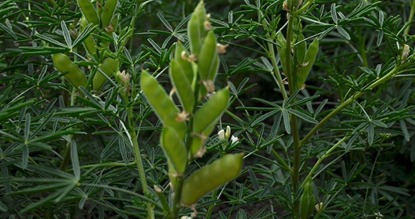 Sötlupin