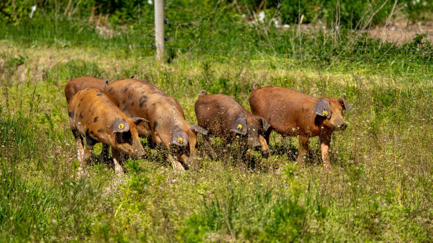 Linderoc – svenskt fläskkött med unik smak och kvalitet