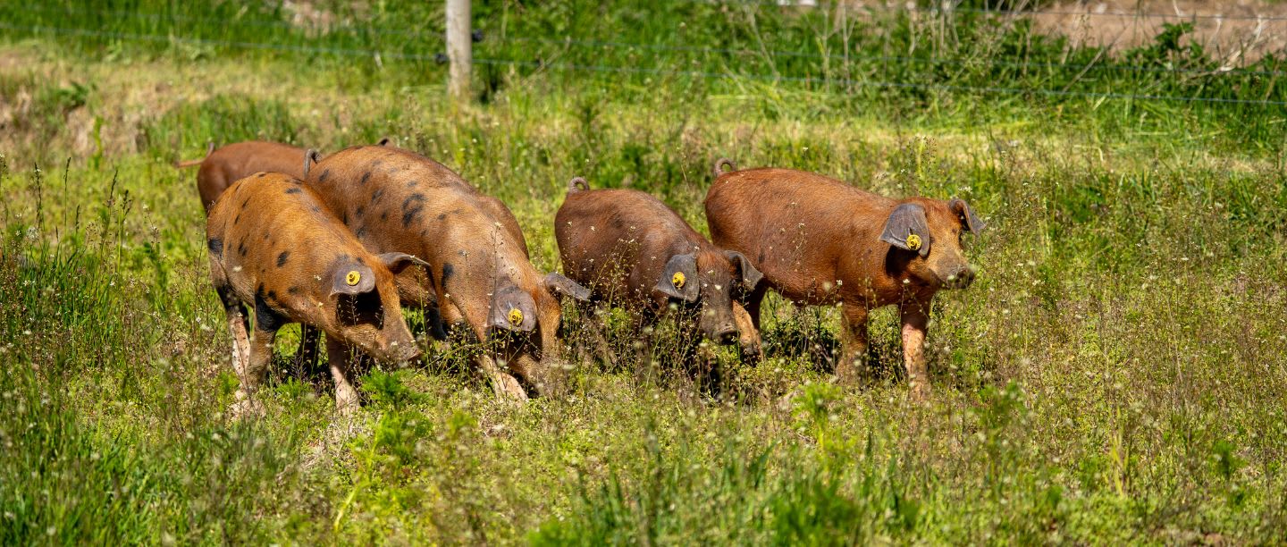 Linderoc® – svenskt fläskkött med unik smak och kvalitet