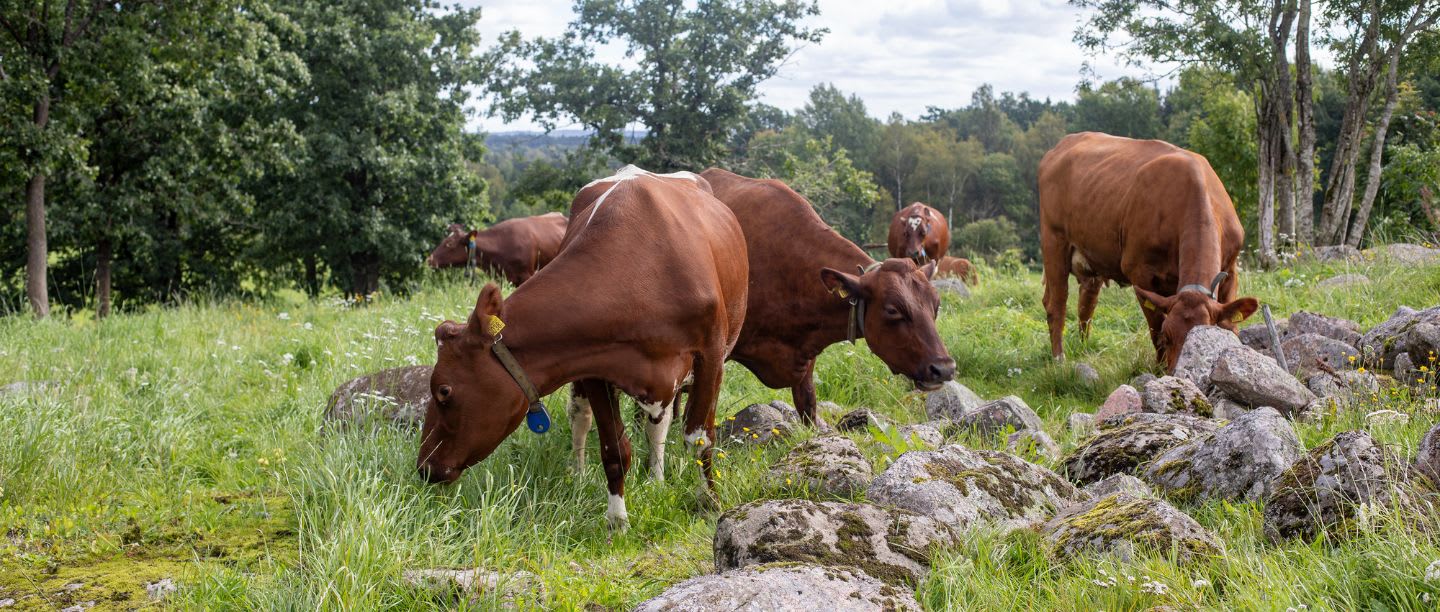 Svensk röd och vit boskap