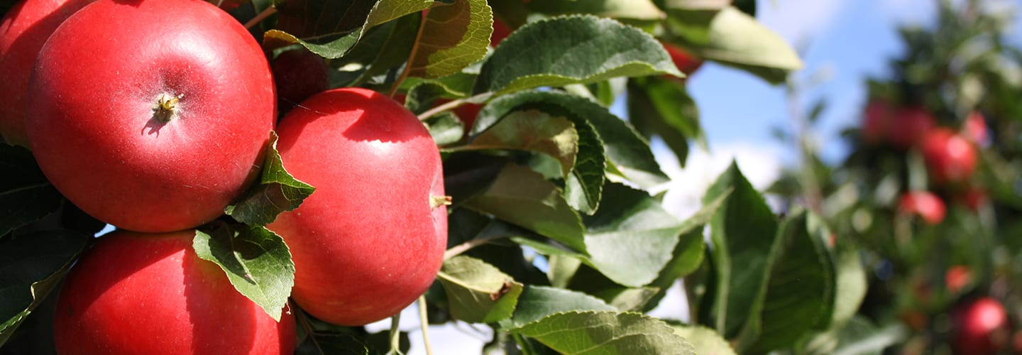 Säby Frukt