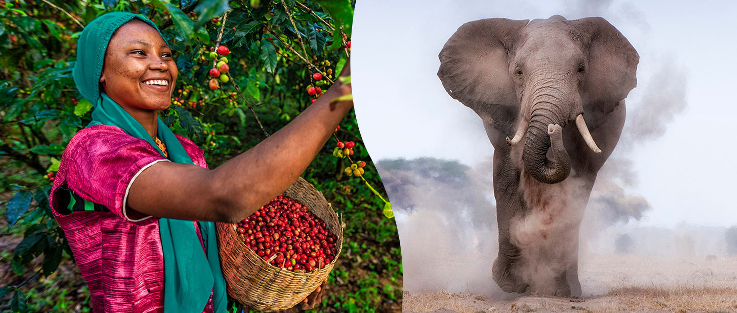 Stötta kvinnliga kaffeodlare och afrikanska elefanter med Arvid Nordquist kaffe