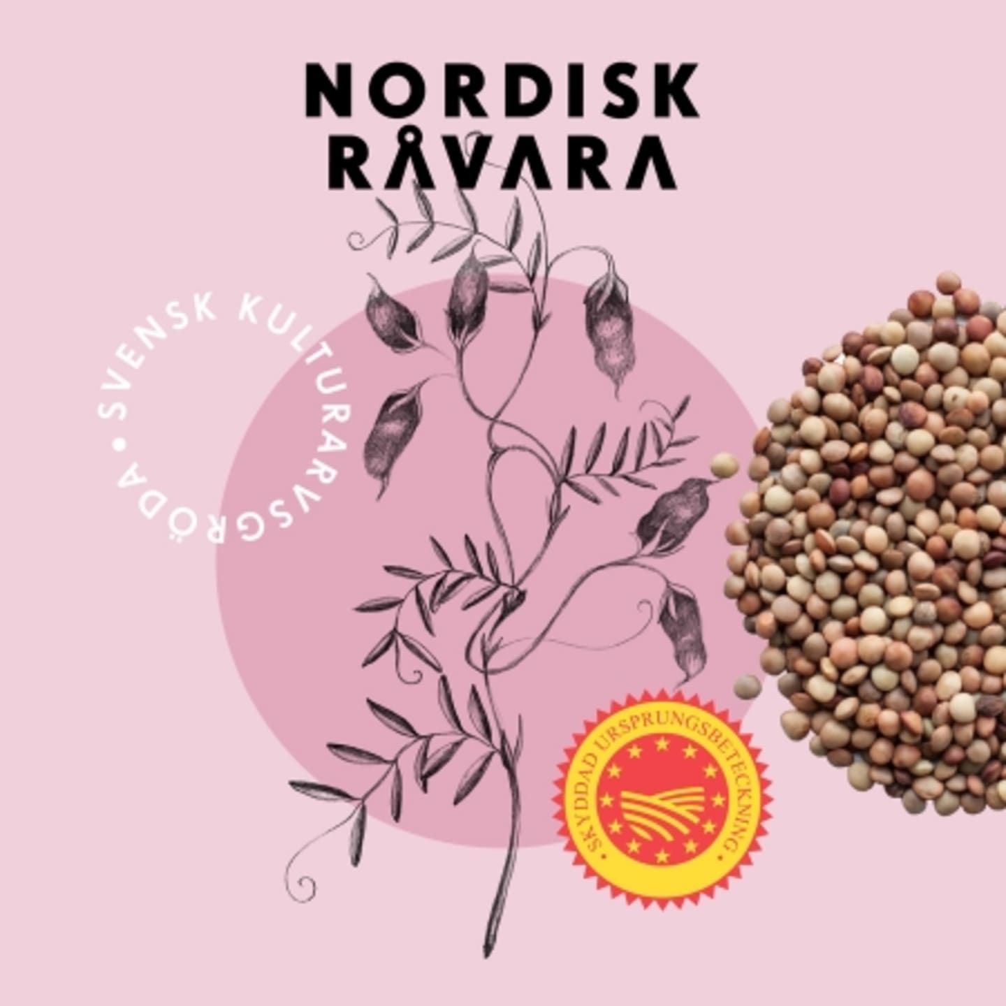 Gotlandslins, en svenskodlad baljväxt med hög kvalitet