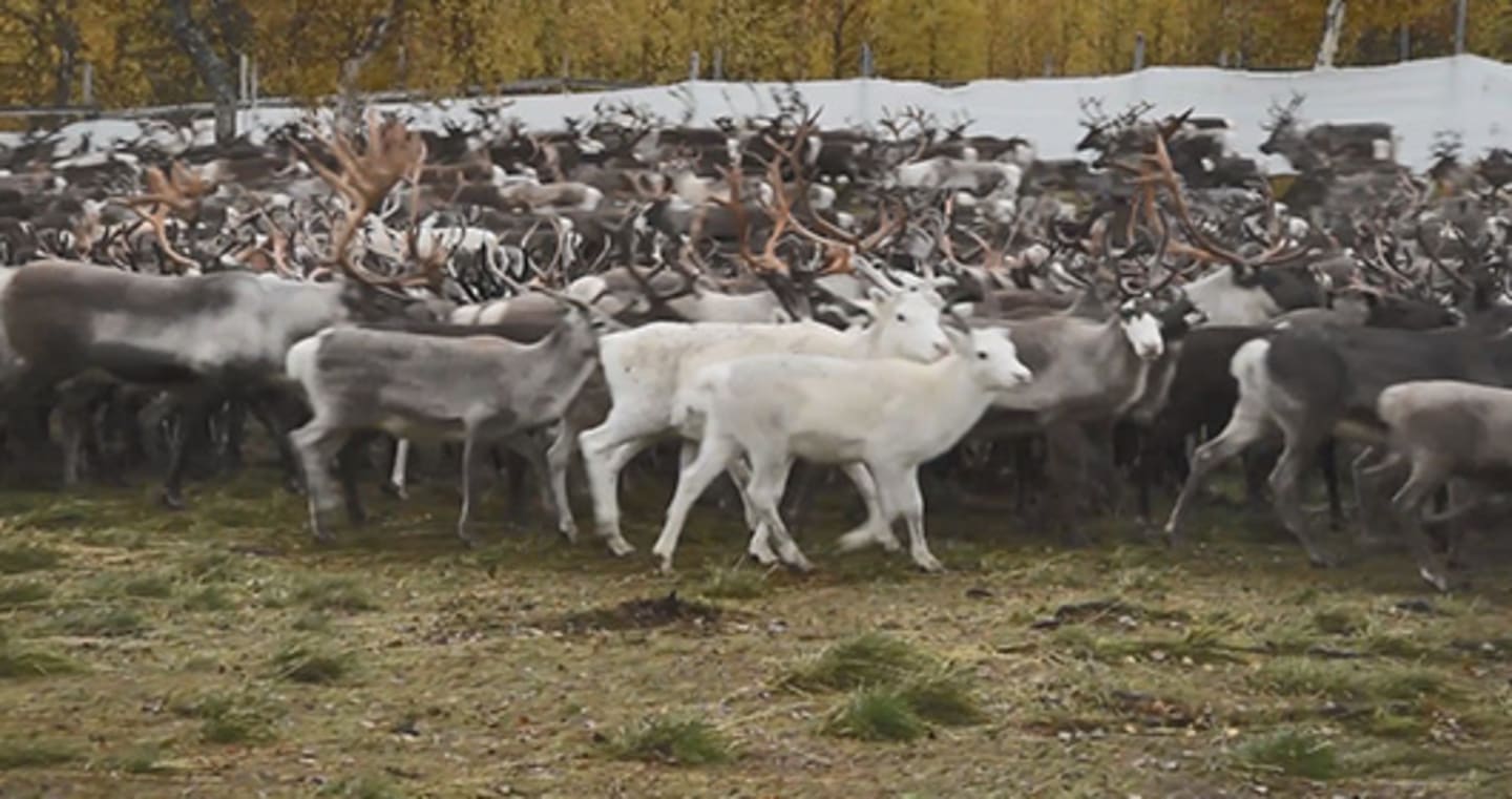 Videominiatyr: Sarv från Froskonbäck i Vilhelmina