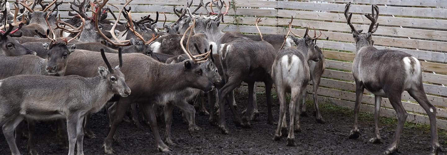 Sarv - svenskt viltkött när det är som bäst