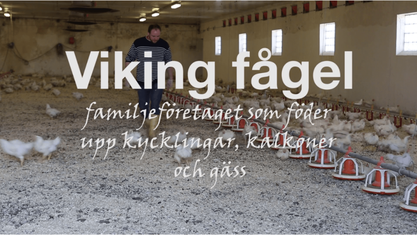 Videominiatyr