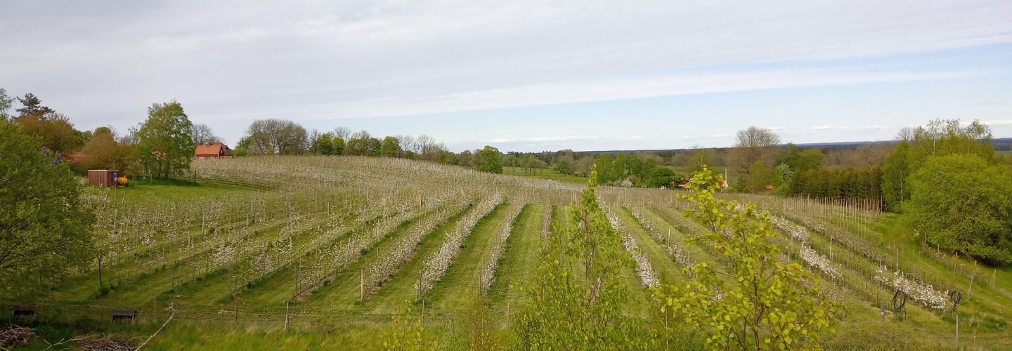 Bramleys äppelgårdar