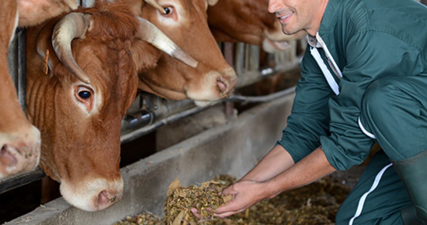 Grain fed