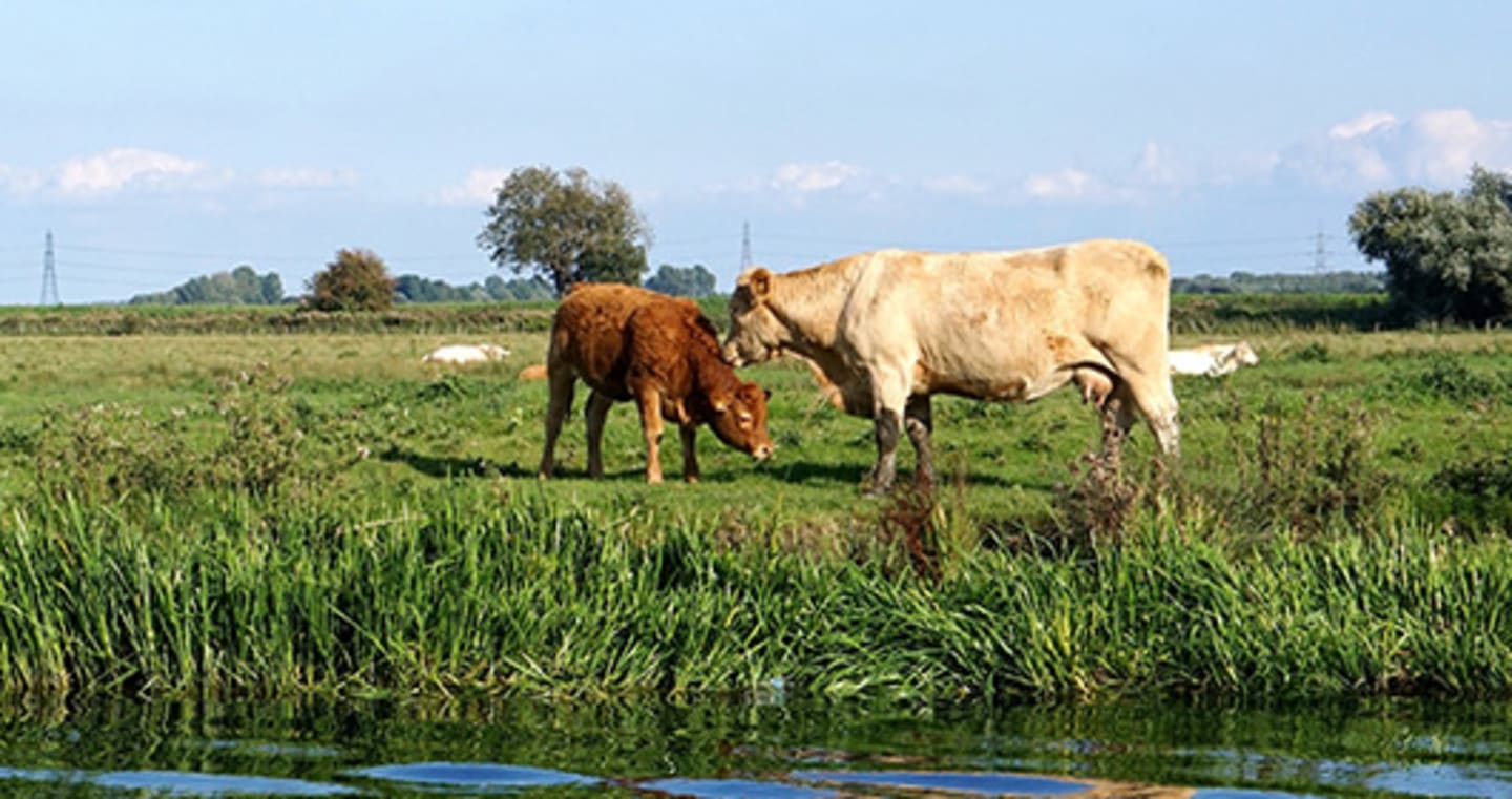 Grass fed