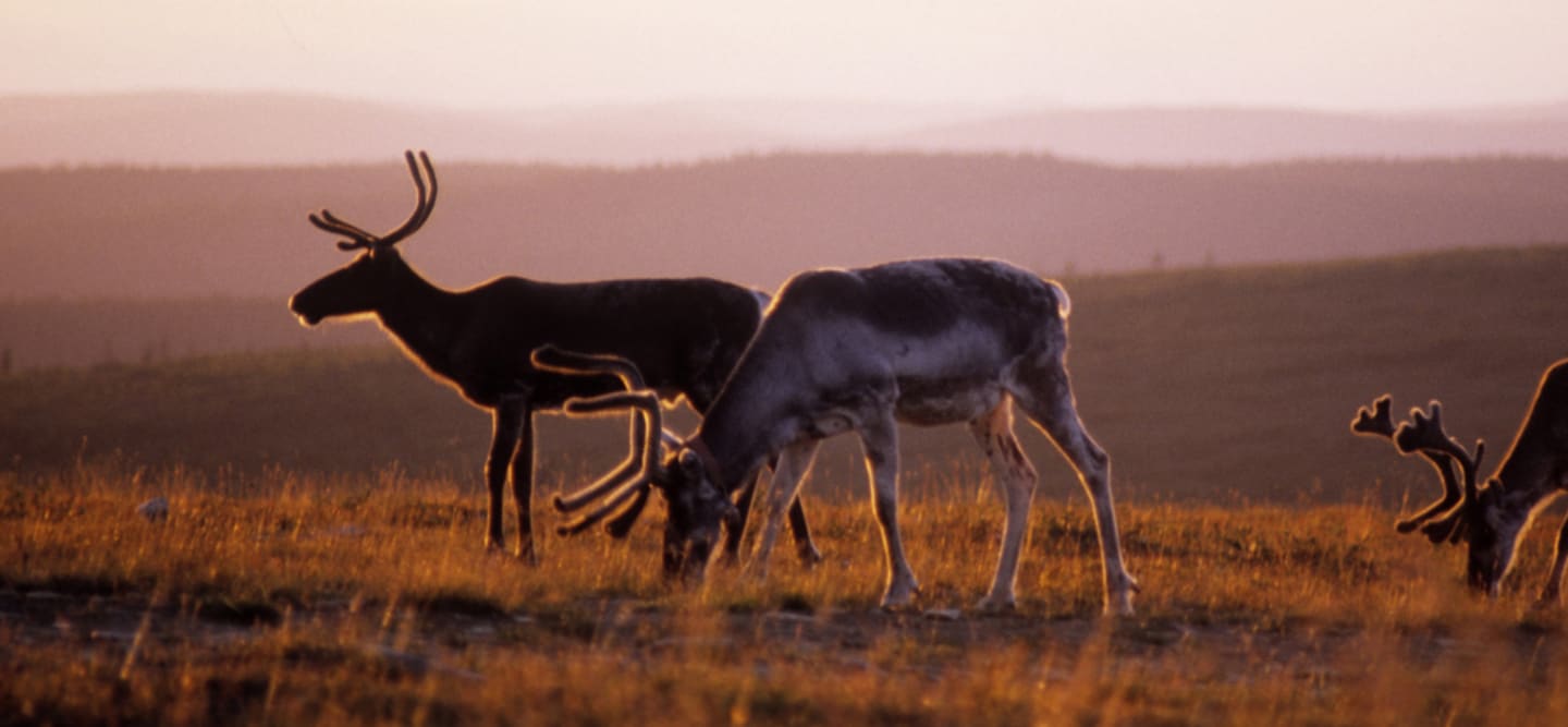 Regionala produkter från Norrland