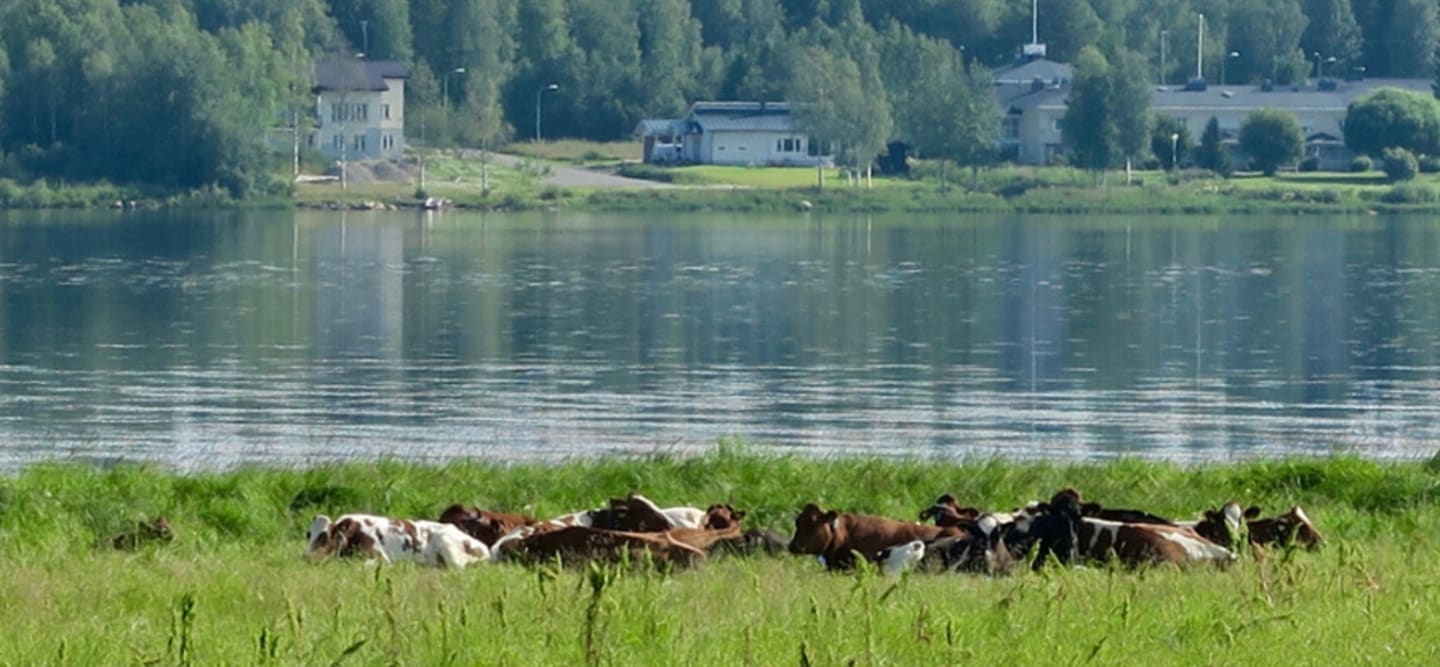 Pesula Lantbruk
