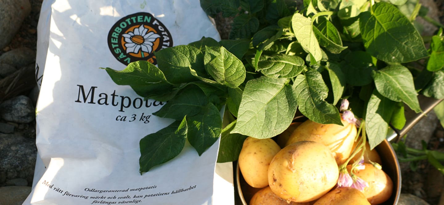 Västerbotten Potatis