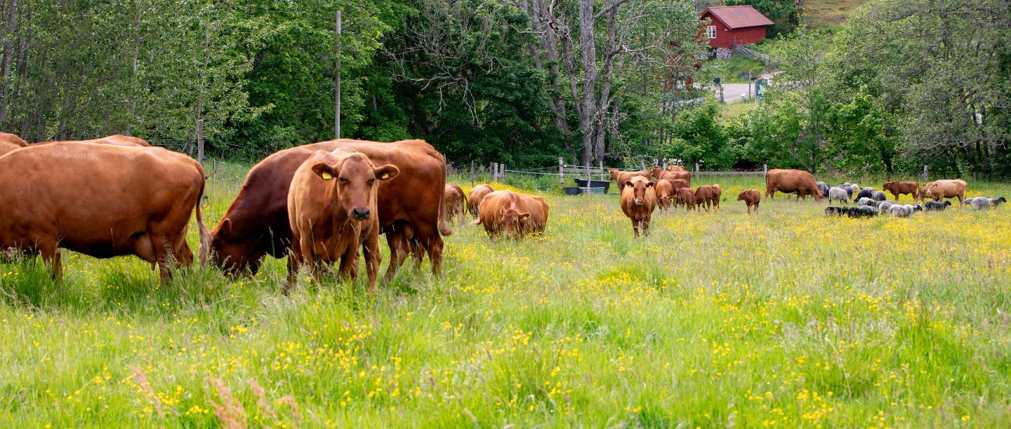 Naturnära smaker från Tyresta med en historia värd att dela med dina gäster