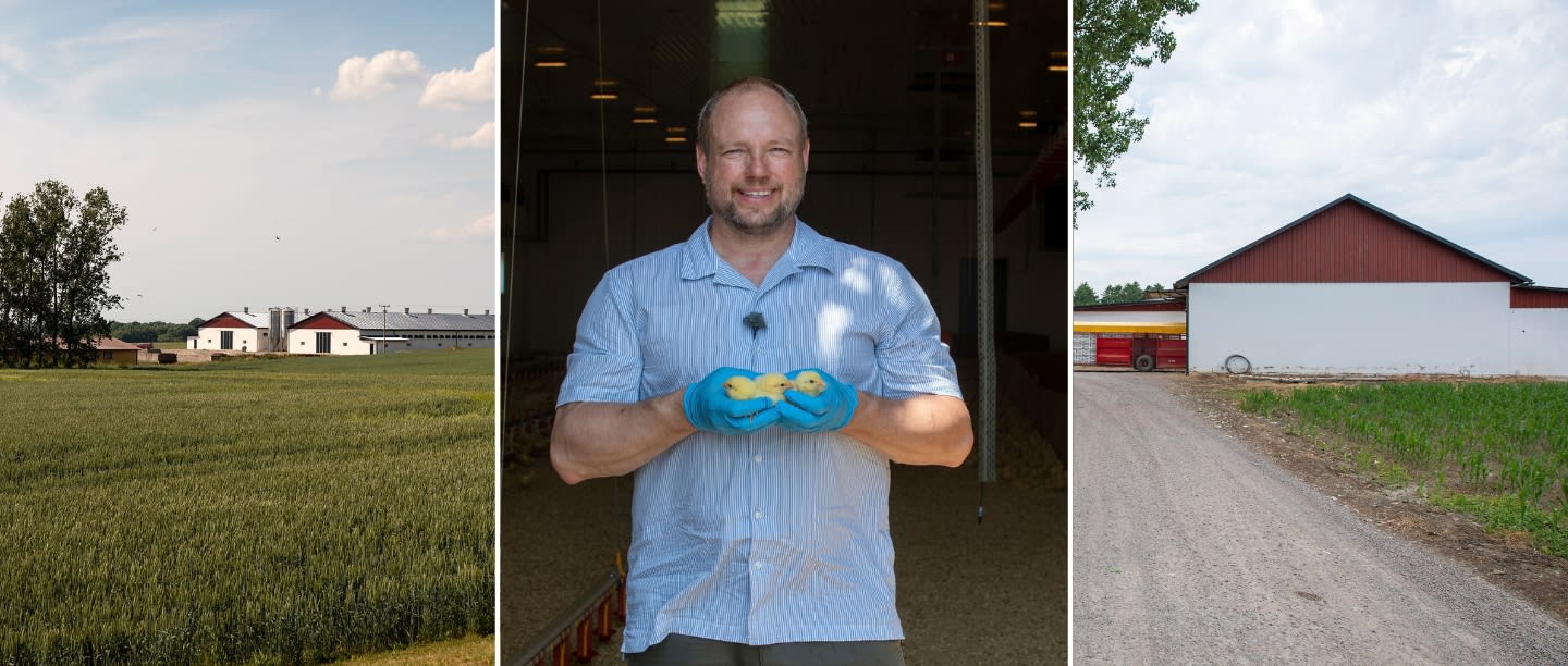 Långsamt växande kyckling hos Viking Fågel