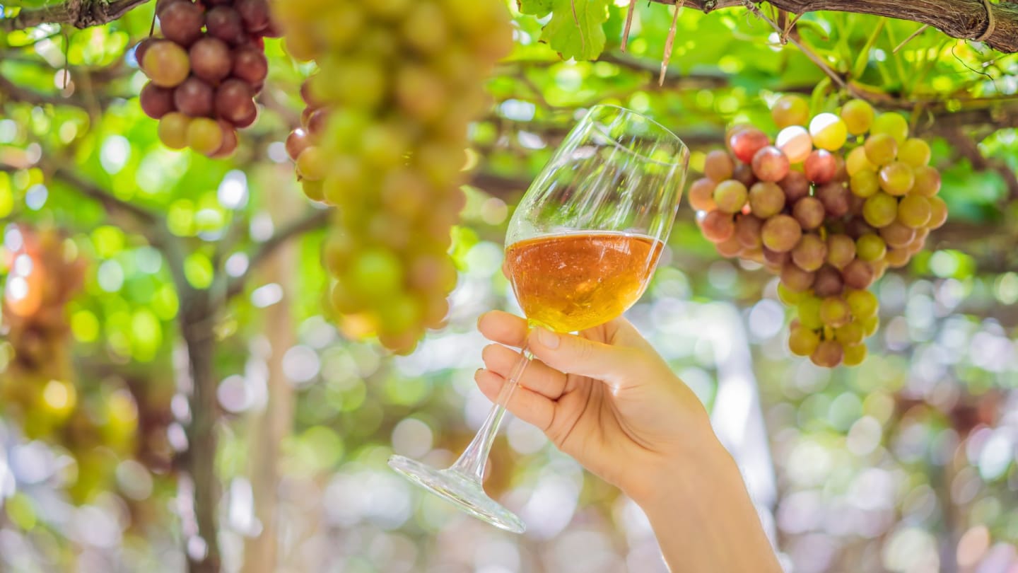 Nyhet! Naturvin, ekologiskt & biodynamiskt – vad betyder det egentligen?