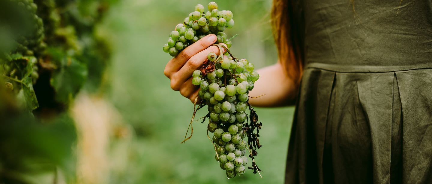 Naturvin, biodynamiskt och ekologiskt – Vinodling för en hållbar framtid