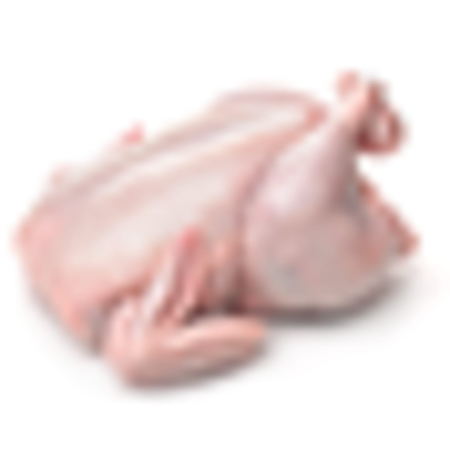 Fågel