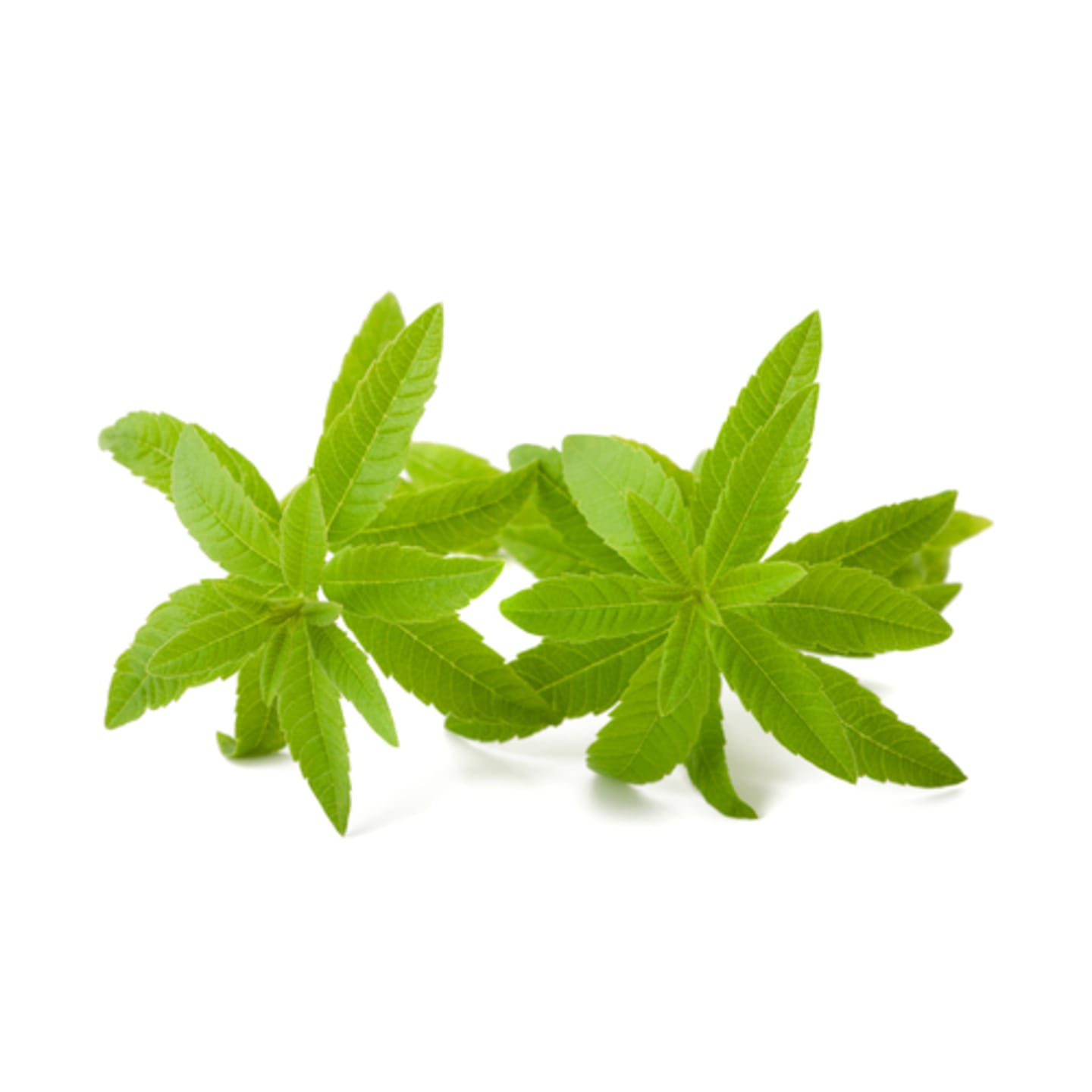 Citronverbena 250g - Bild 1 av 2