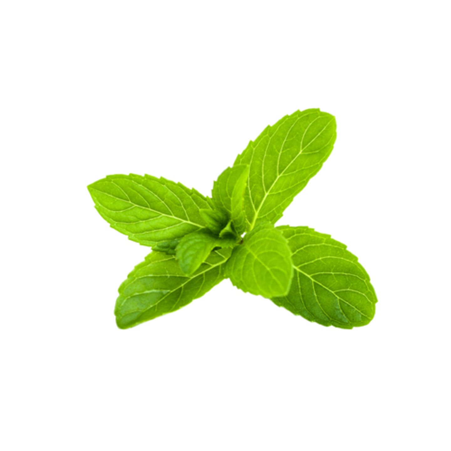 Mynta 50g