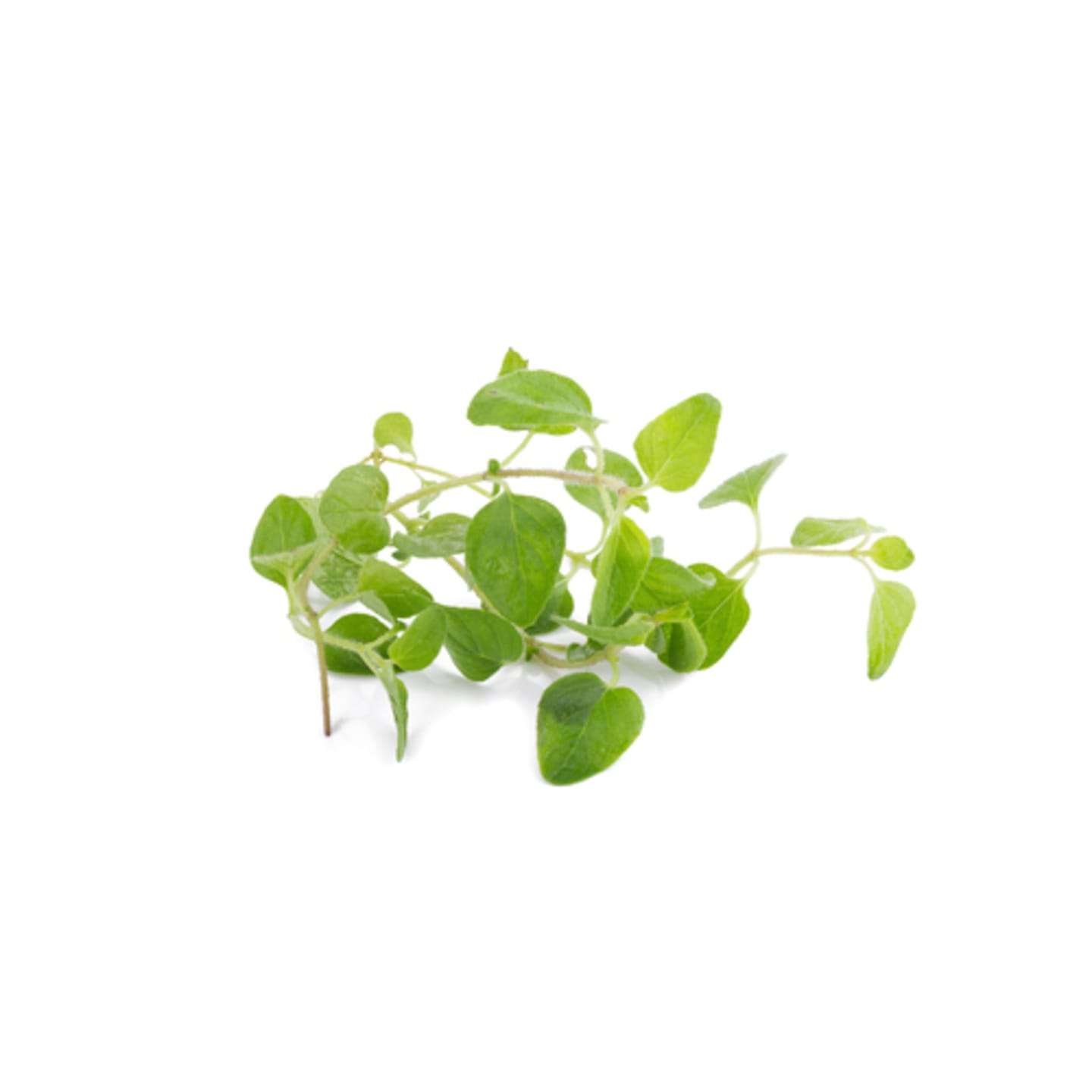 Oregano 50g