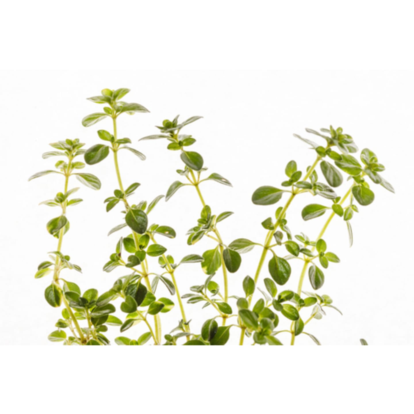 Timjan 50g