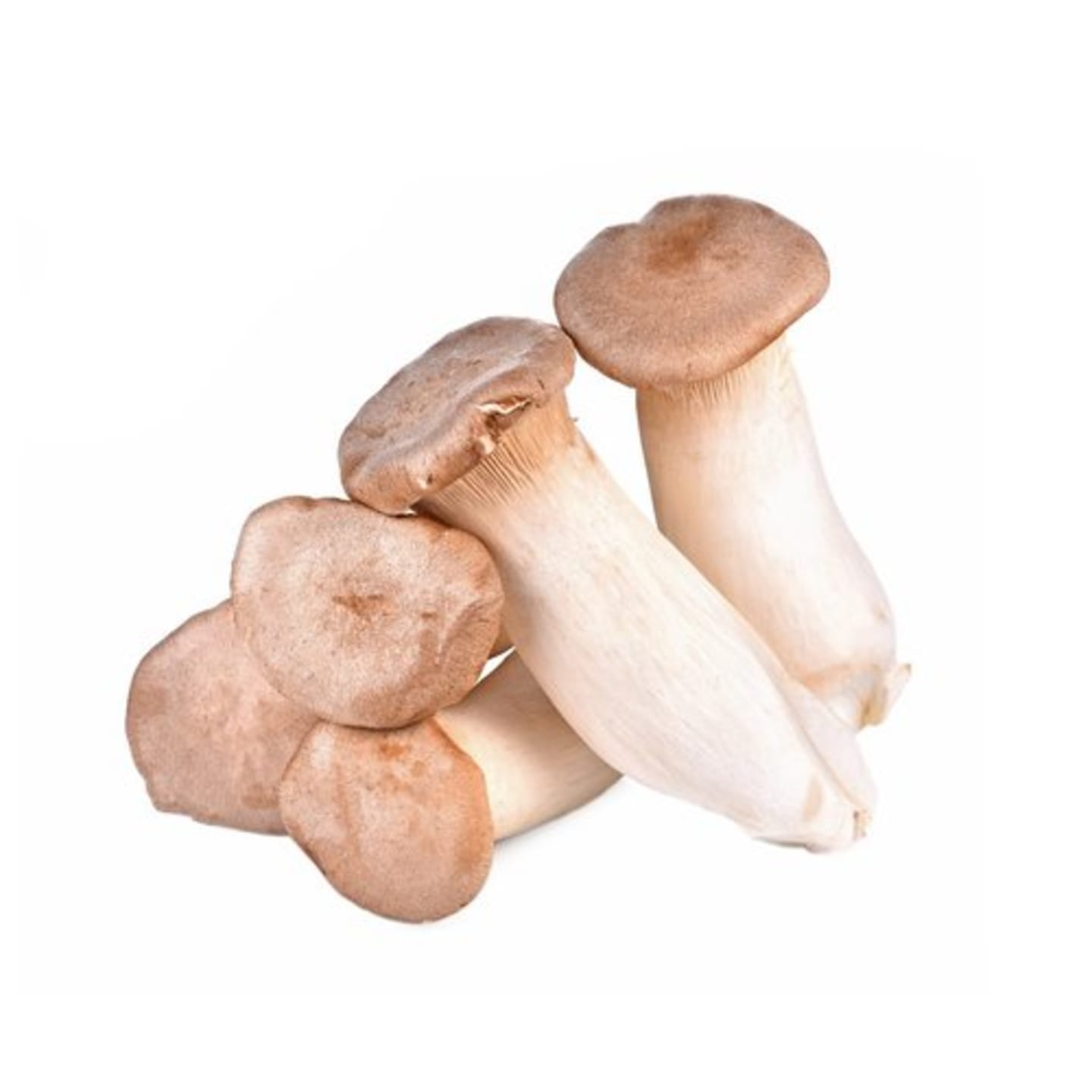King Oyster SE