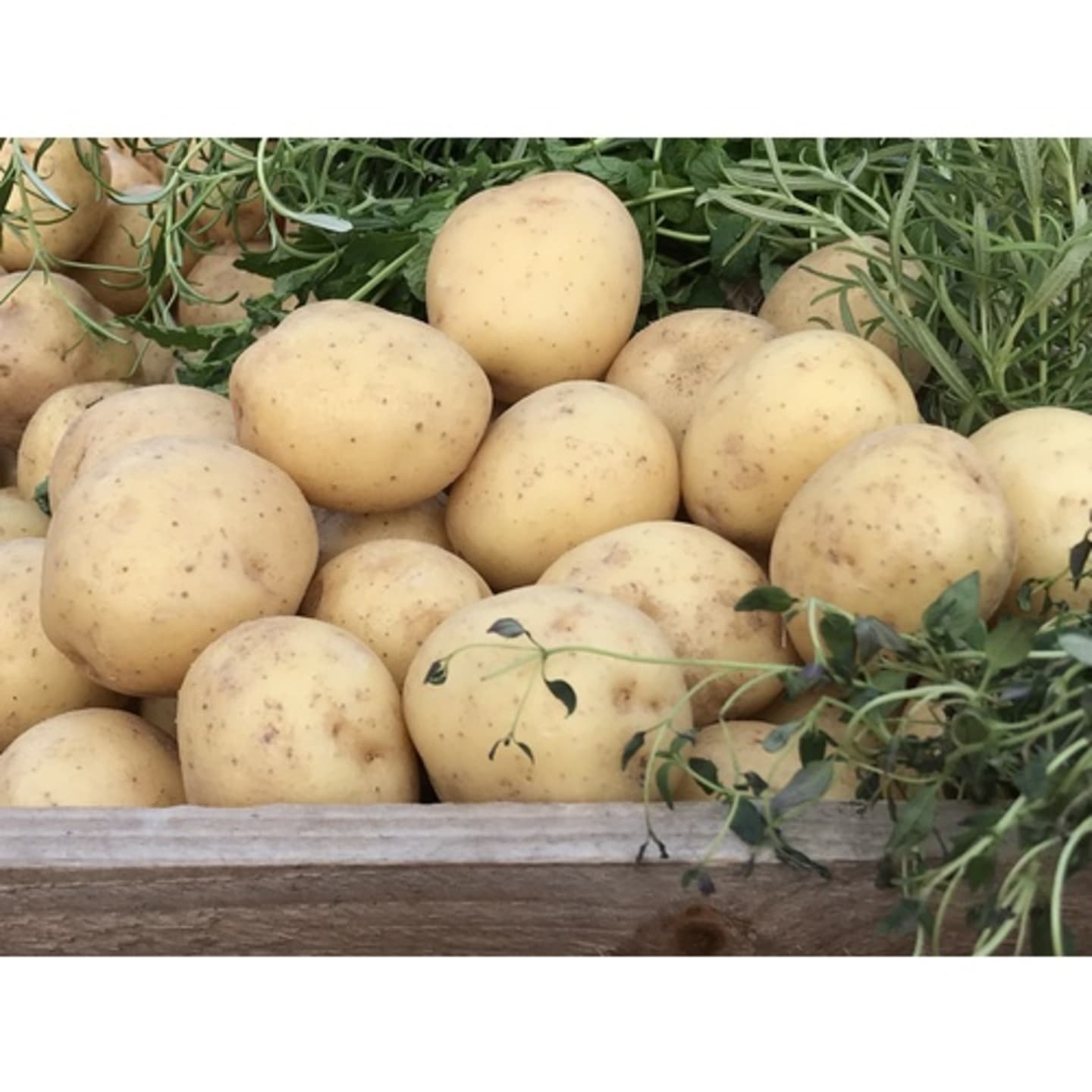 Potatis medel 50-60mm 10kg - Bild 1 av 4