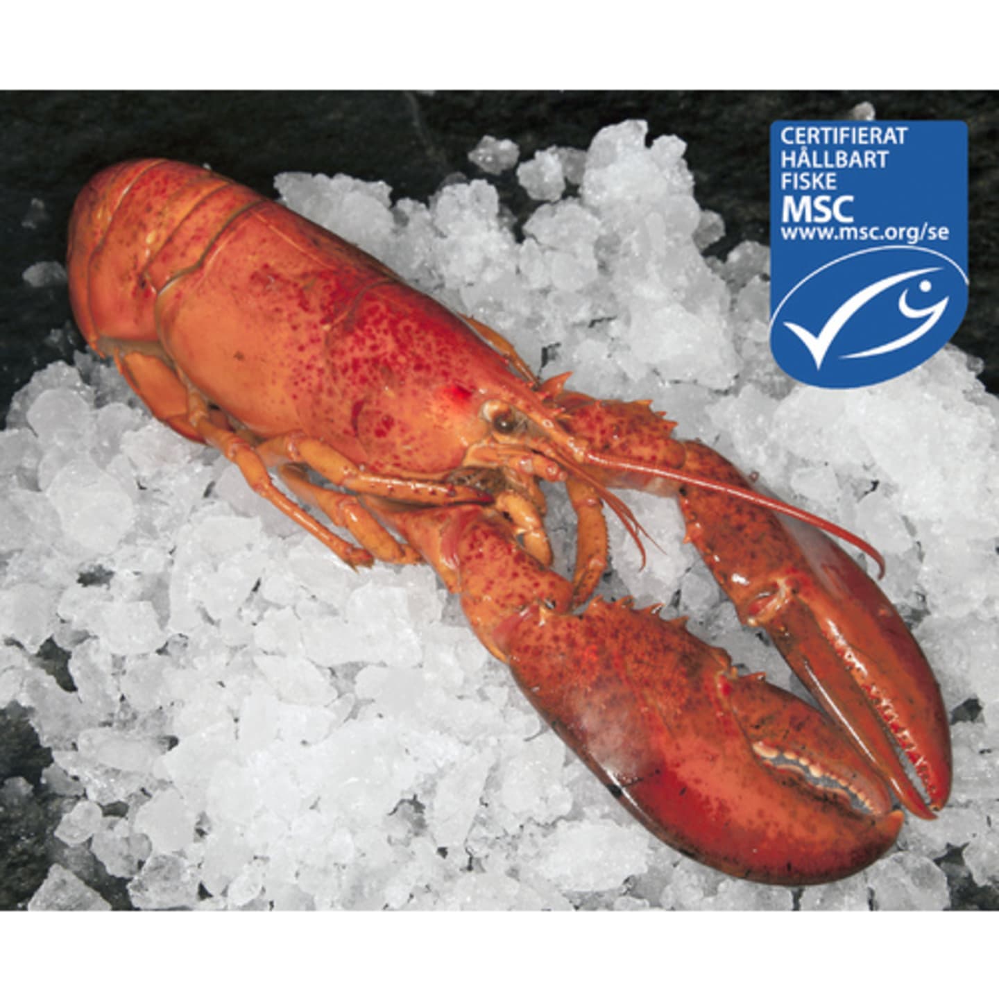 Hummer kokt MSC 300g