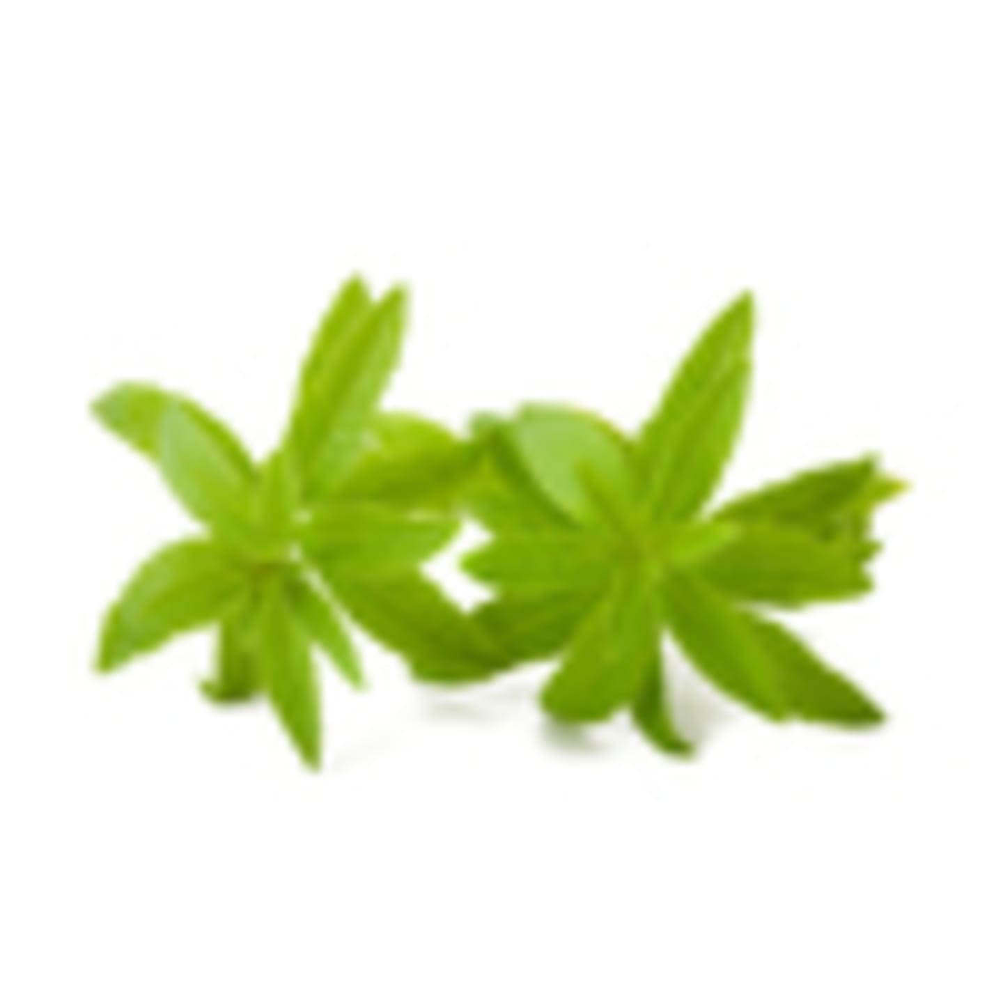 Citronverbena 250g - Bild 1 av 2