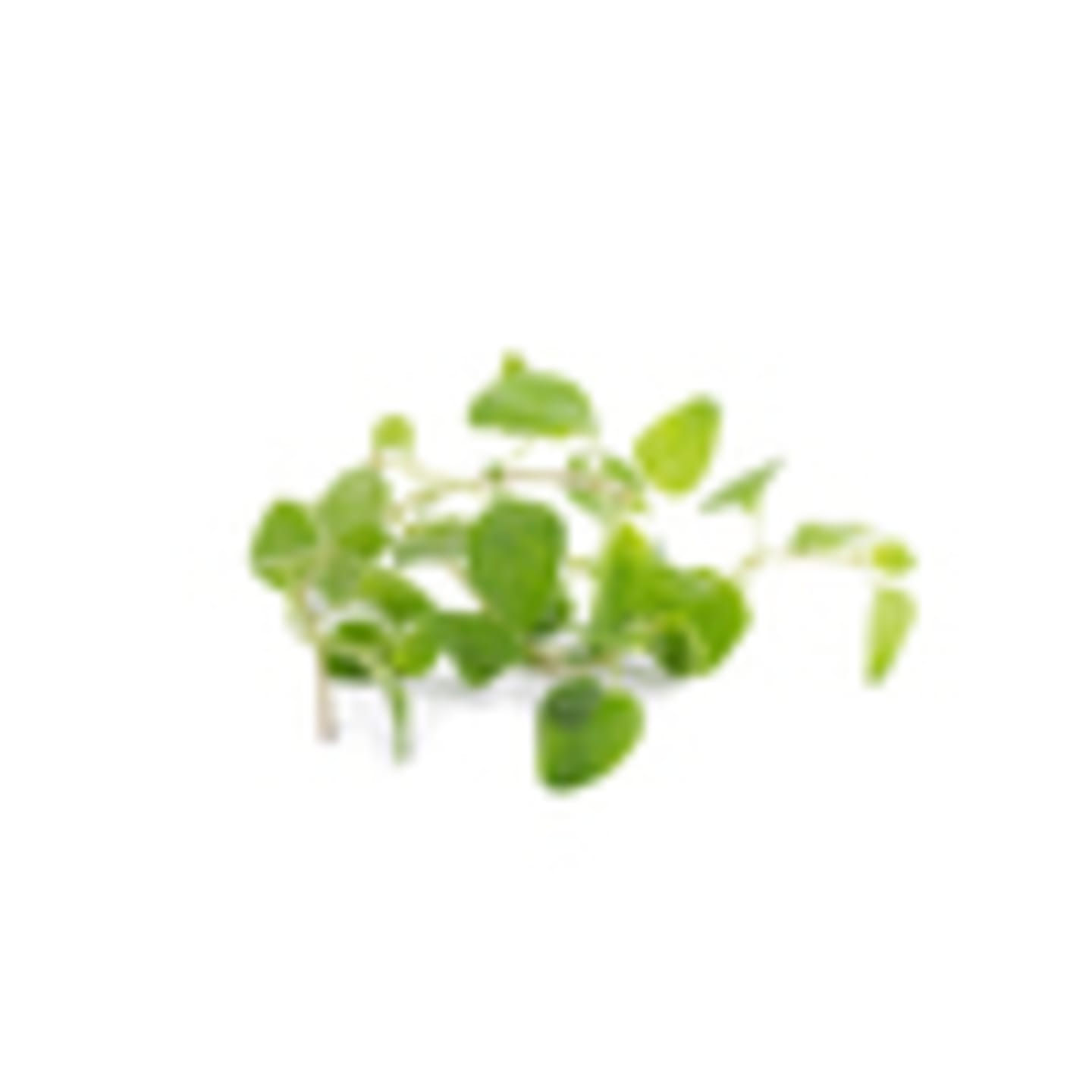 Oregano 50g - Bild 1 av 2